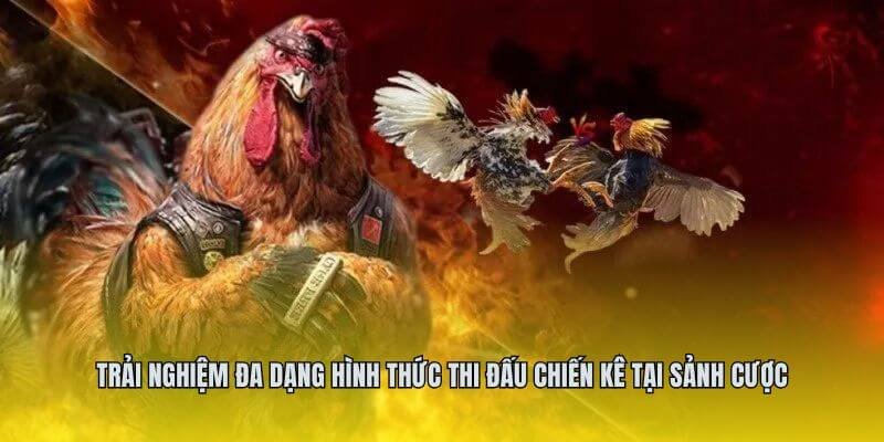 Trải nghiệm đa dạng hình thức thi đấu chiến kê tại sảnh cược Trải nghiệm đa dạng hình thức thi đấu chiến kê tại sảnh cược