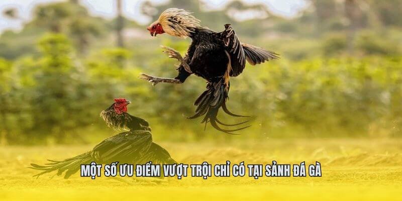Một số ưu điểm nổi bật nhất chỉ có tại sảnh đá gà Một số ưu điểm nổi bật nhất chỉ có tại sảnh đá gà