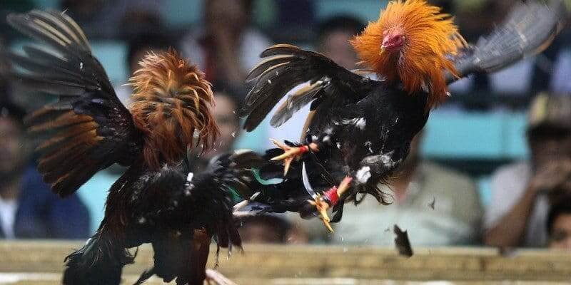 Tại sao người chơi nên cược đá gà trực tiếp tại PG99